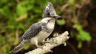 Crested Kingfisher