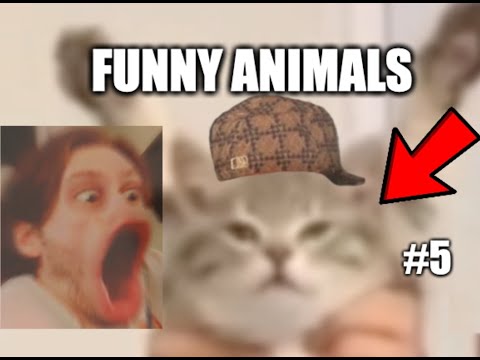 Funny animal videos | Compilation #5