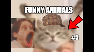 Funny animal videos | Compilation #5