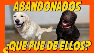 RESCATAMOS A DOS PERROS ABANDONADOS POR SU FAMILIA (Su transformación te emocionará 🤩)