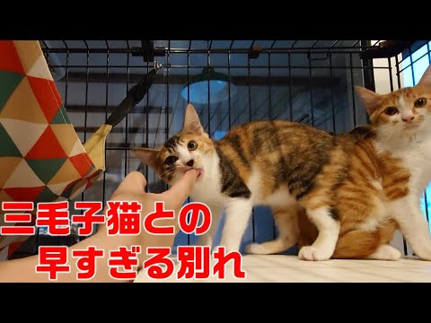 親猫を失いなんとか生きていた三毛の子猫との早すぎるさよなら