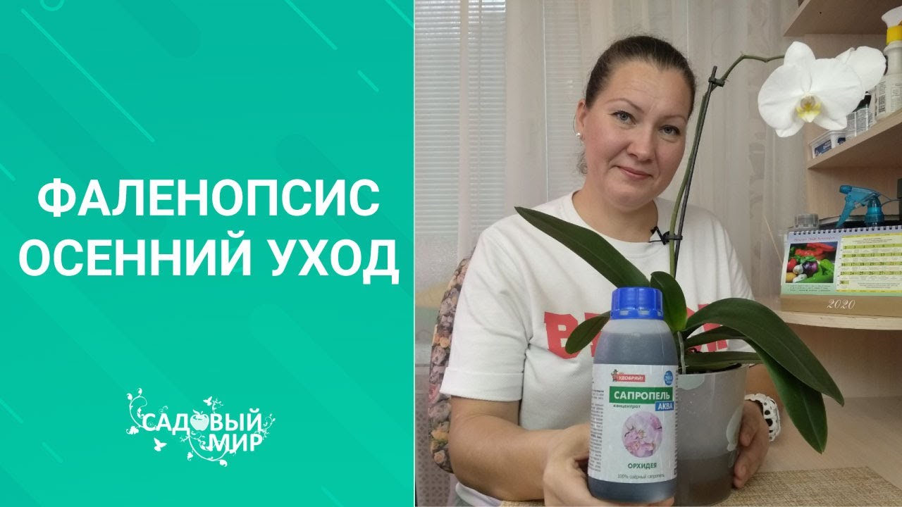 ОРХИДЕЯ: зимний полив и уход без заморочек. Шикарное цветение фаленопсиса всю зиму