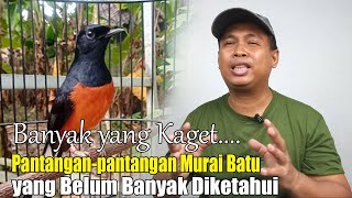 BANYAK YANG BARU TAHU SETELAH NONTON VIDEO INI || PANTANGAN MERAWAT MURAI BATU