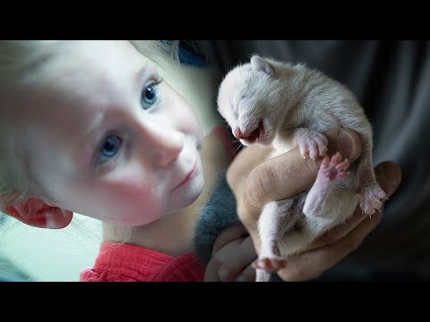 Our Barncat Surprised us with Siamese Kittens