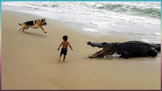 60 Hero Animals That Saved Human Lives!