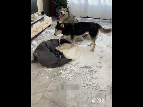 The dog harmed the owner short video #shorts