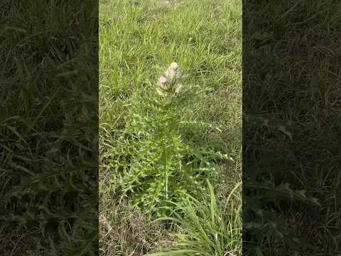Did you know thistle is a natural medicine? #thistle #forage #foraging #naturalmedicine