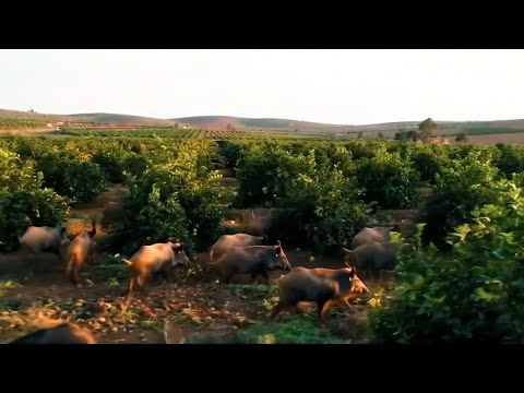 18 Wild Boars Invade a Lemon Farm — Unexpected Playtime in the Orchard