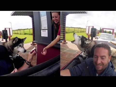 Husky Howls his Order to Staff at The Drive Thru