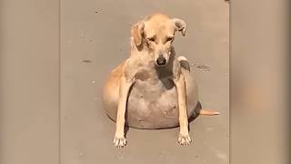 Dog Gives Birth, But the Vet Discovers They Are NOT Puppies