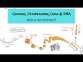 DNA Structure and Function Concepts