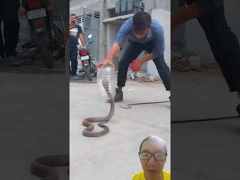 chuyên gia bắt rắn Ấn Độ có khác #snake #animals