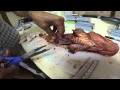 Lionfish Research and Identification
