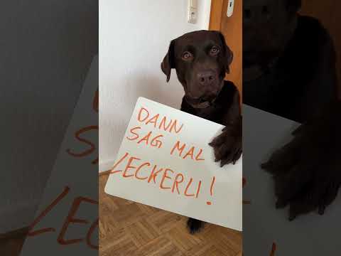 Warum Hunde nicht faul sind