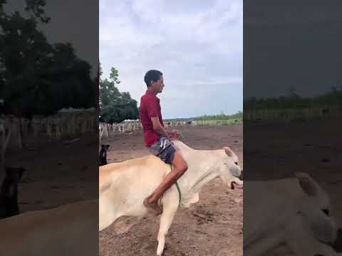 #cavalo vaquejada#mangalarga machador