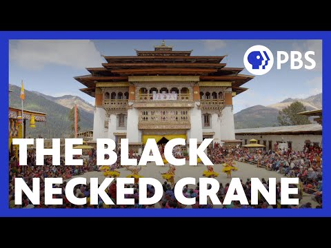 Expedition with Steve Backshall | How Bhutan Protects the Black-Necked Crane | PBS