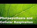 Cellular Respiration and Photosynthesis Concepts
