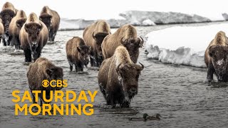 YouTube video thumbnail: Wildlife Photographer Shares the Beauty of Yellowstone National Park Through his Lens