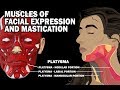 Muscles of Mastication and Facial Expression