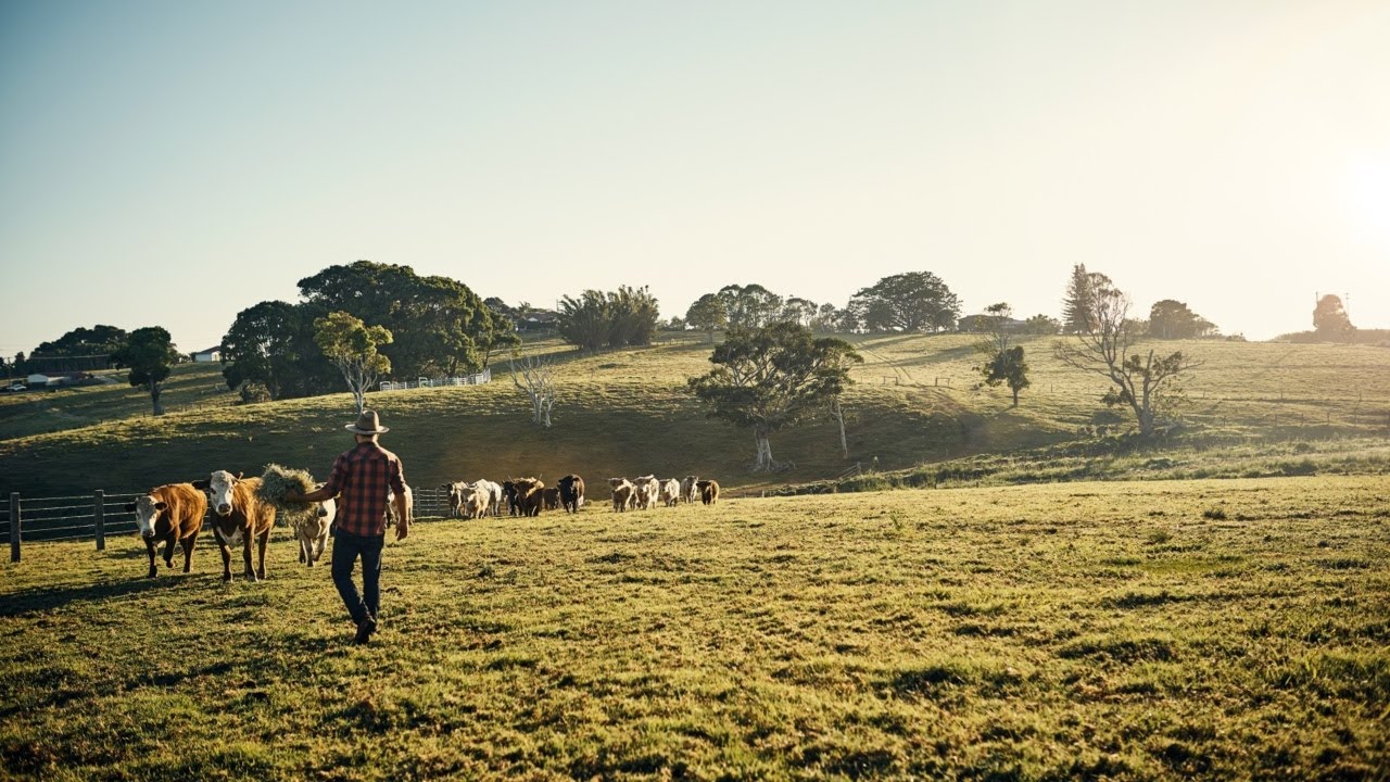 Labor Government has to be ‘more Definitive’ in their Actions on FMD