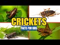 Cricket Biology and Behavior