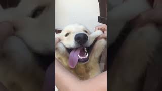 doge moment