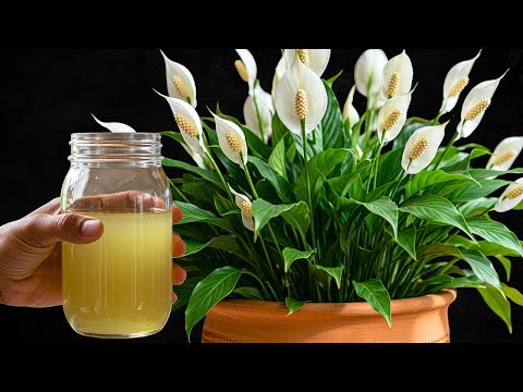 Just Pour 1 Cup Weekly! Peace Lily Grows New Shoots and Flowers Instantly!