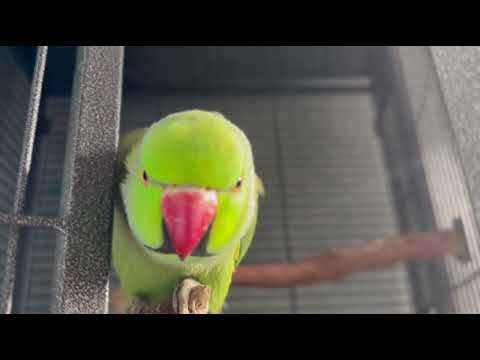 Riki The Talking, Screaming Indian Ringneck parrot 💚