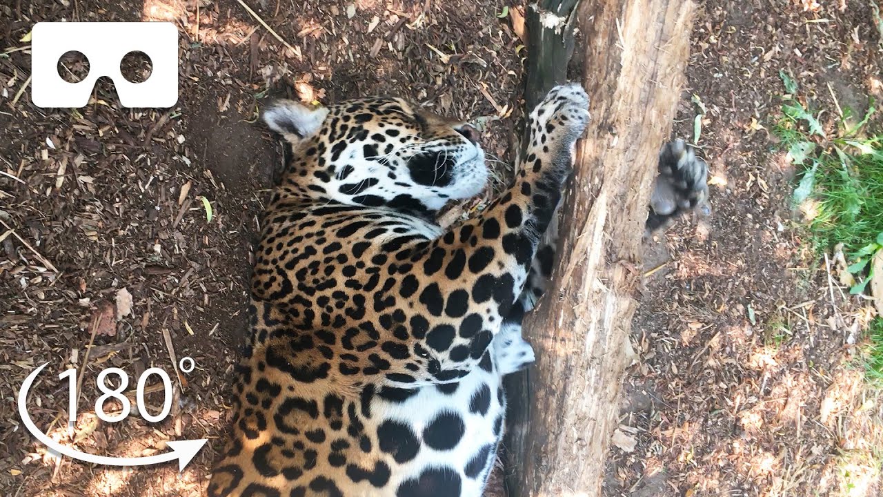 Up Close With Big Cats VR 180 BBC Earth