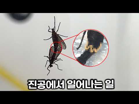 짝짓기 중인 러브버그를 진공에 넣으면?
