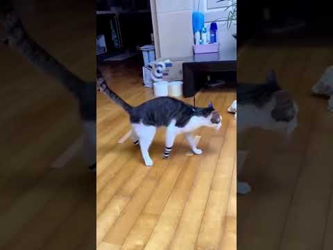 😹Cats Doing Cat Things😹 (13)