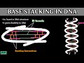 Base Stacking and DNA Structure