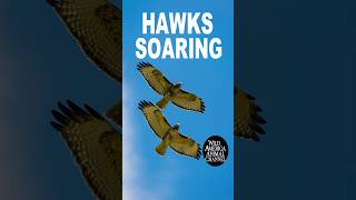 Hawks Soaring: Nature’s Aerial Masters