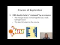 Exploring DNA Replication Concepts