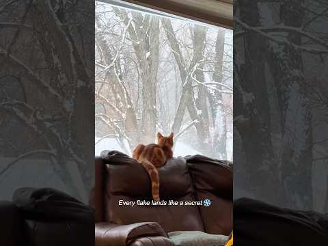 When the world turned white,even her heart slowed down.❄️❤️#love #snow #catlovers #heartwarming