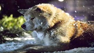 Download Instrumental Music Jan A P Kaczmarek Goodbye Hachiko A Dogs Story Download Instrumental Music Jan A P Kaczmarek Goodbye Hachiko A Dogs Story