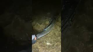 #fishing #pesca #stripedbass #springrun 36 pulgadas