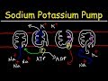 Sodium-Potassium Pump Mechanisms
