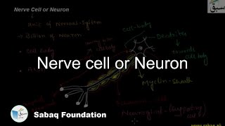 Nerve cell or Neuron