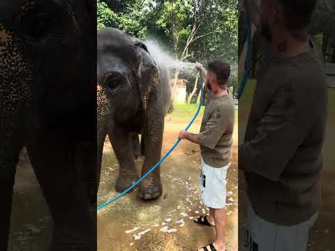 Lavo gli elefanti