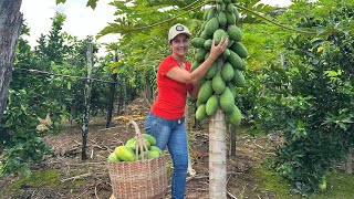 Nova cultura do sítio que deu certo, os pés de mamão explodiram de frutas