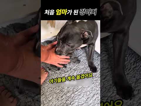 처음 엄마가 된 강아지