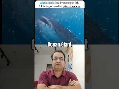 Whale Sharks... #ocean #animallife #animals #wildlife