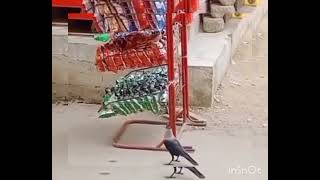 In Pakistan, even birds have started stealing because of hunger