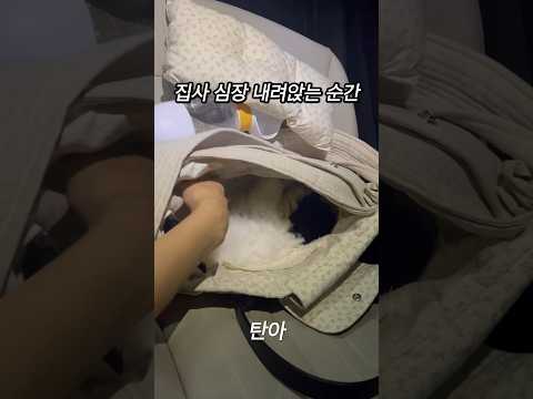 개집사 심장 내려앉는 순간……..