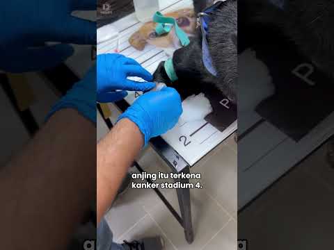 Persahabatan Anjing Dan Rusa ❤️