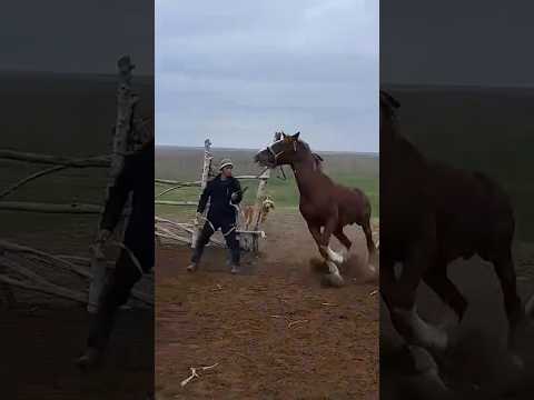ВЫПУСКАЮ ЖЕРЕБЦА #жылқы #horse #ат #лошади