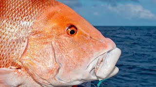 Jigging Red Emperor (Raw footage)