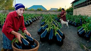 Harvesting Fresh Eggplant : Grandma Make Eggplant Caviar! Incredibly delicious.