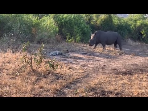 leopard vs rhino attack video